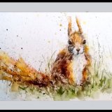 Little Red squirrel