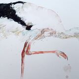 ' Stork ' extra image