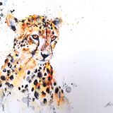 Cheetah 4/50 Cheetah cat