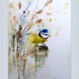 Little blue tit bird Blue tit bird