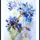 Agapanthus
