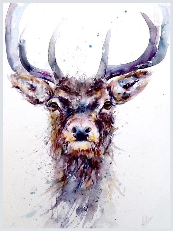 Stag