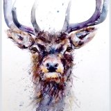" Be proud " Stag