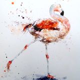 " Aaaaand stretch " Chilean flamingo