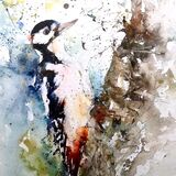 SOLD Woodpecker