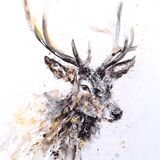 " Handsome coo " £170 SOLD