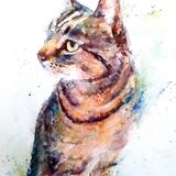 Cats eyes