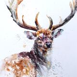 Stag