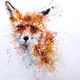 ' Little fox ' Fox