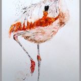 " The balancing act " Chilean flamingo