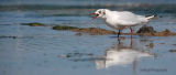 Seagull, Pin Mill