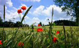 Pin Mill Poppies