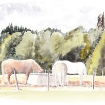 Horses