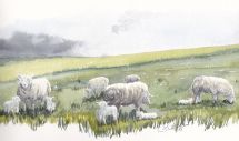 Sheep
