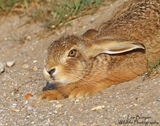 Leveret