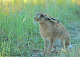 Leveret