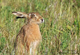 Hare