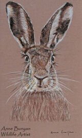 Hare