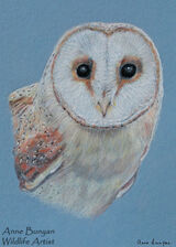 Barn Owl