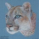 American Mountain Lion