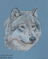 American Grey Wolf