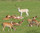 Fallow Deer