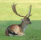 Fallow Deer