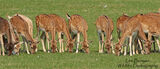 Fallow Deer