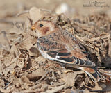 Snow Bunting