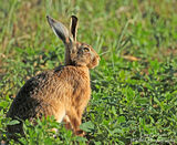 Hare