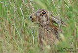 Hare