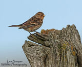 Twite