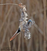Bearded Tit