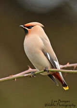 Waxwings