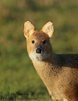 Chinese Water deer