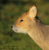 Chinese Water Deer