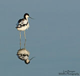 Avocet