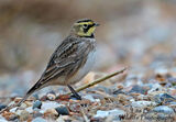 Shore Lark