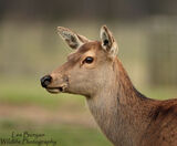 Roe Deer