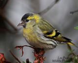 Siskin