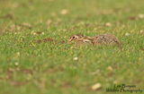 Hare