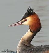 Great Crested Grebe