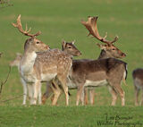 Fallow Deer