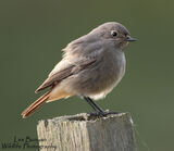 Black Redstart