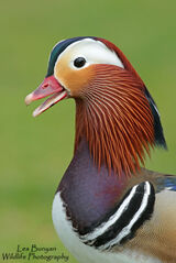 Mandarin Duck