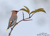 Waxwing