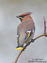 Waxwing