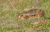 Hare