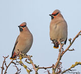 Waxwings