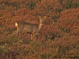 Roe Deer